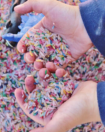 Picture of a child's hands holding colorful rice.